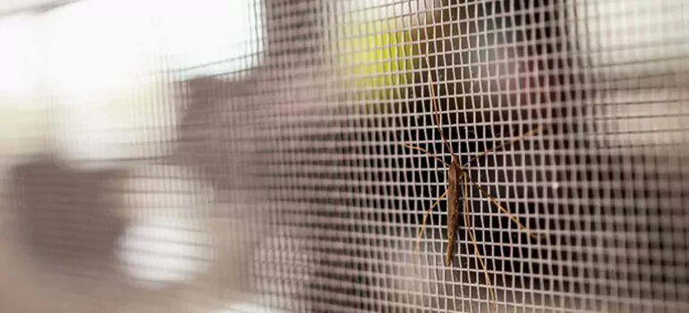 Repair Mosquito Mesh For Windows in Dania Beach, FL